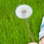 crop dandilion